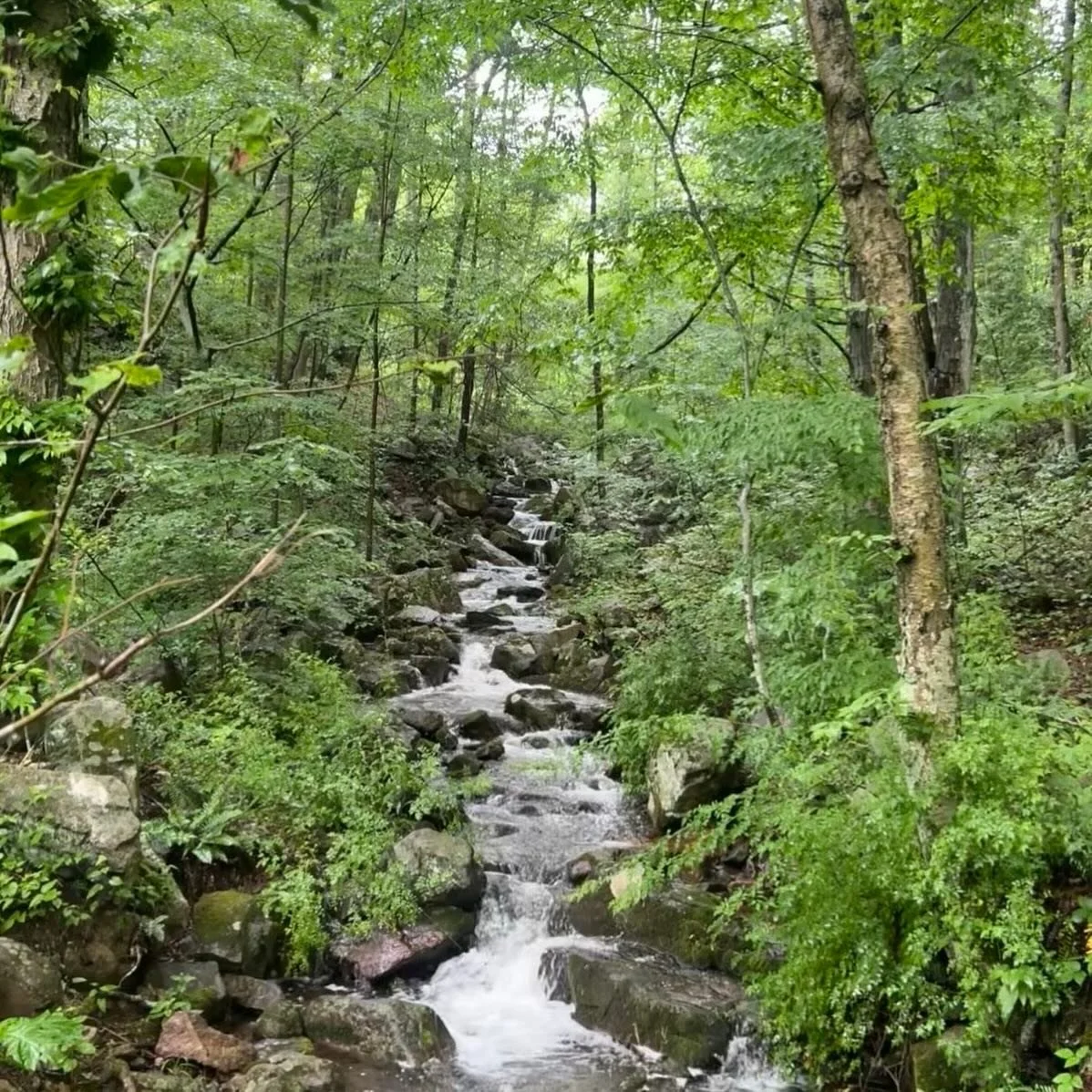 Nice long walk with my newly minted college graduate niece today. A bit overcast and schvitzing at the Gorge, but it was quiet (we saw two people - each with a dog, and one guy fishing), and appropriately gorge-ous. Great chats, followed by a great l
