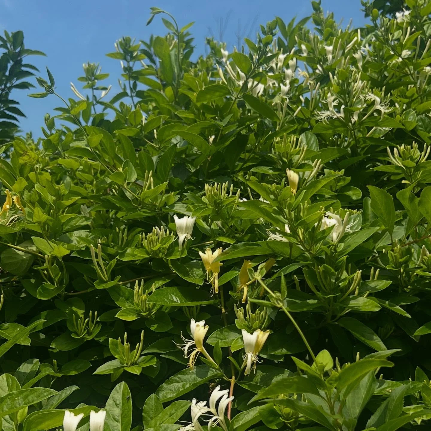 The honeysuckle is back. (So am I. Hi.) Wish I could transport their smell to you because they&rsquo;re just heaven. 

#evidenceofgoodthings #thebeautifulboonies #beautifulboonies