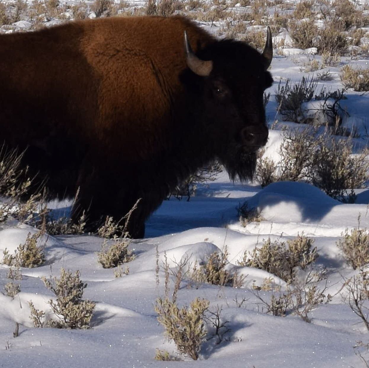 Photographed some hunks while XC skiing through Yellowstone this past weekend.