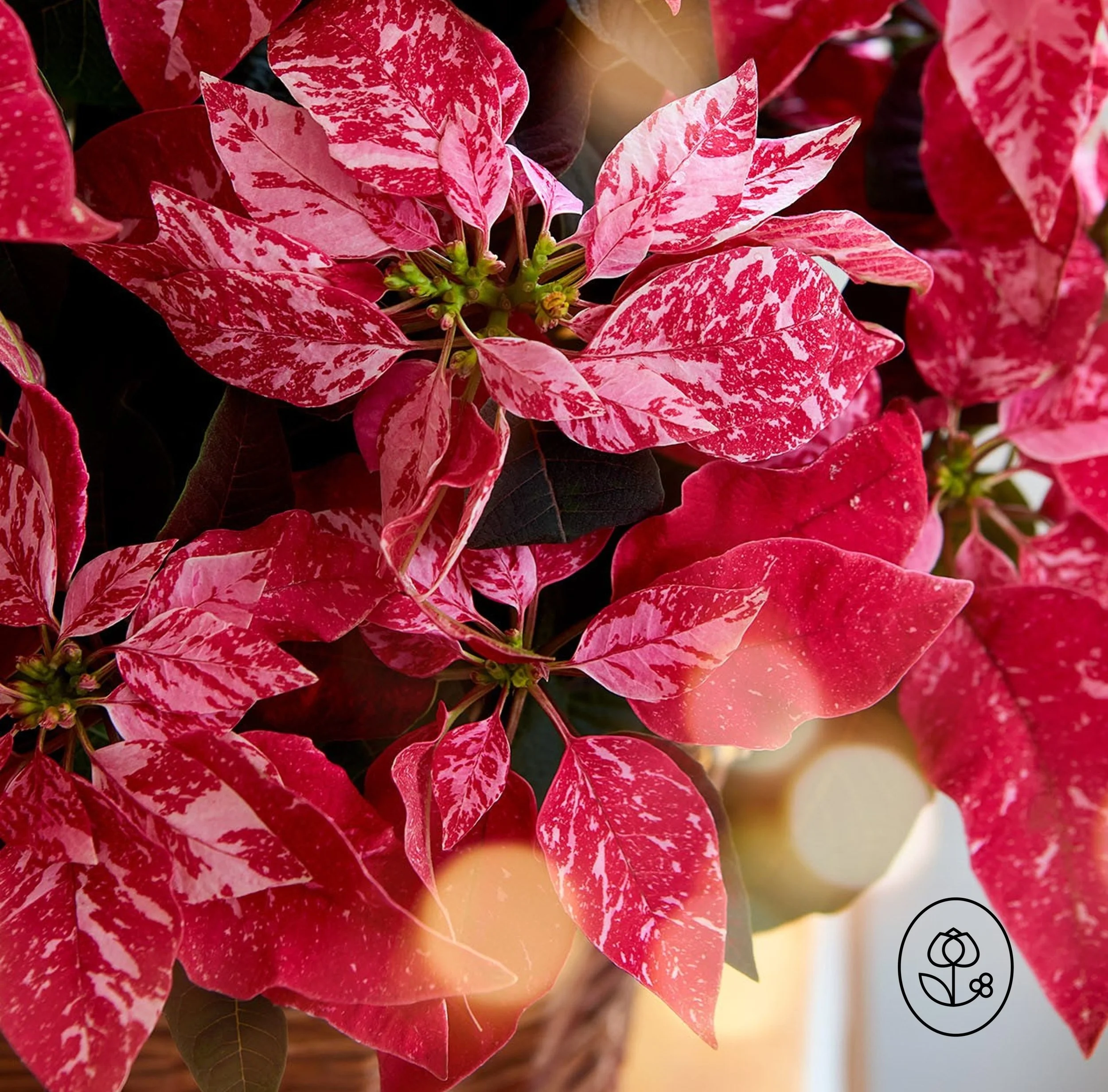Sparkling-Rouge-Poinsettia-Closeup-Dewar.jpg