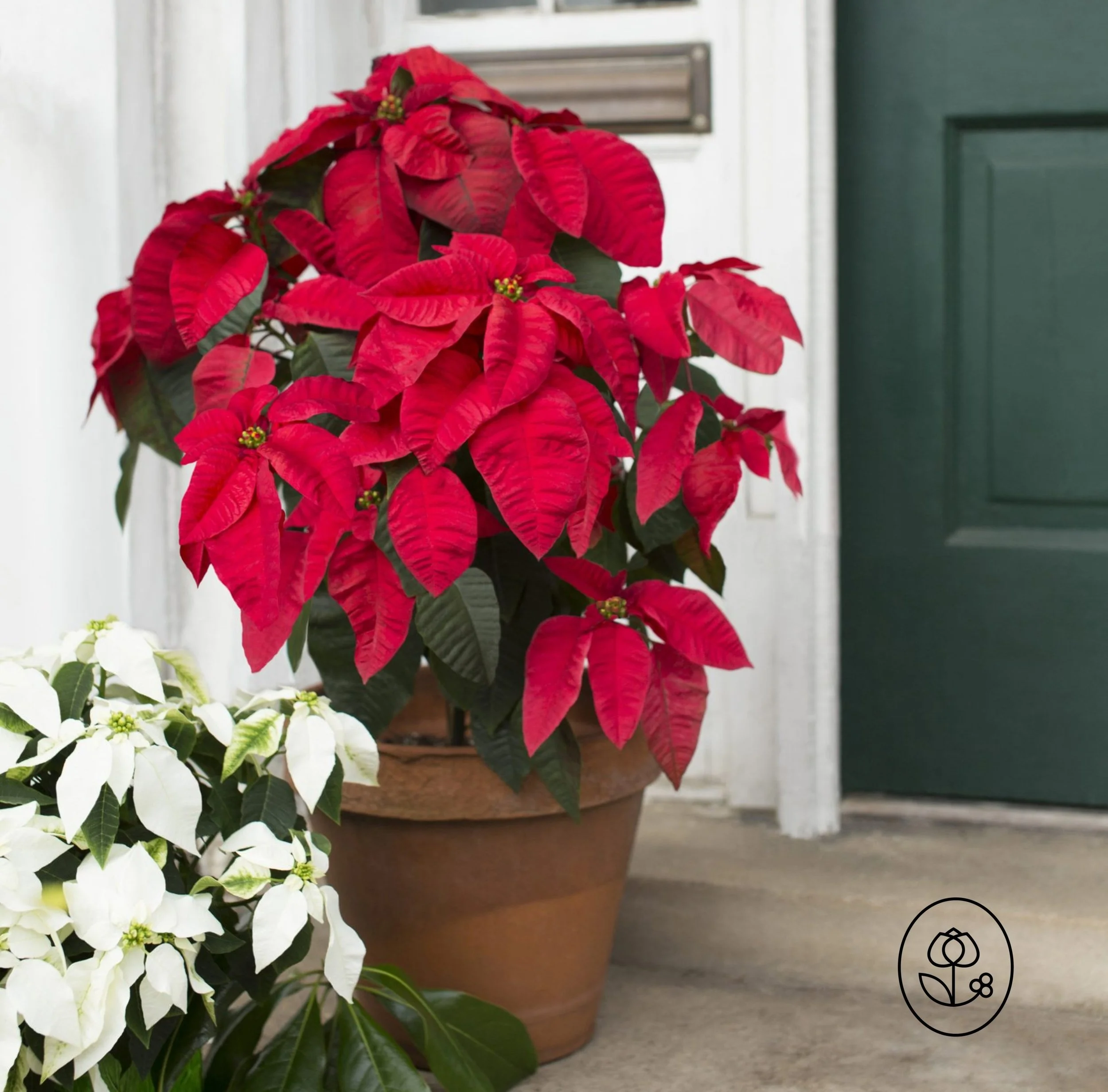 Poinsettia-Tree-Lifestyle-Dewar.jpg