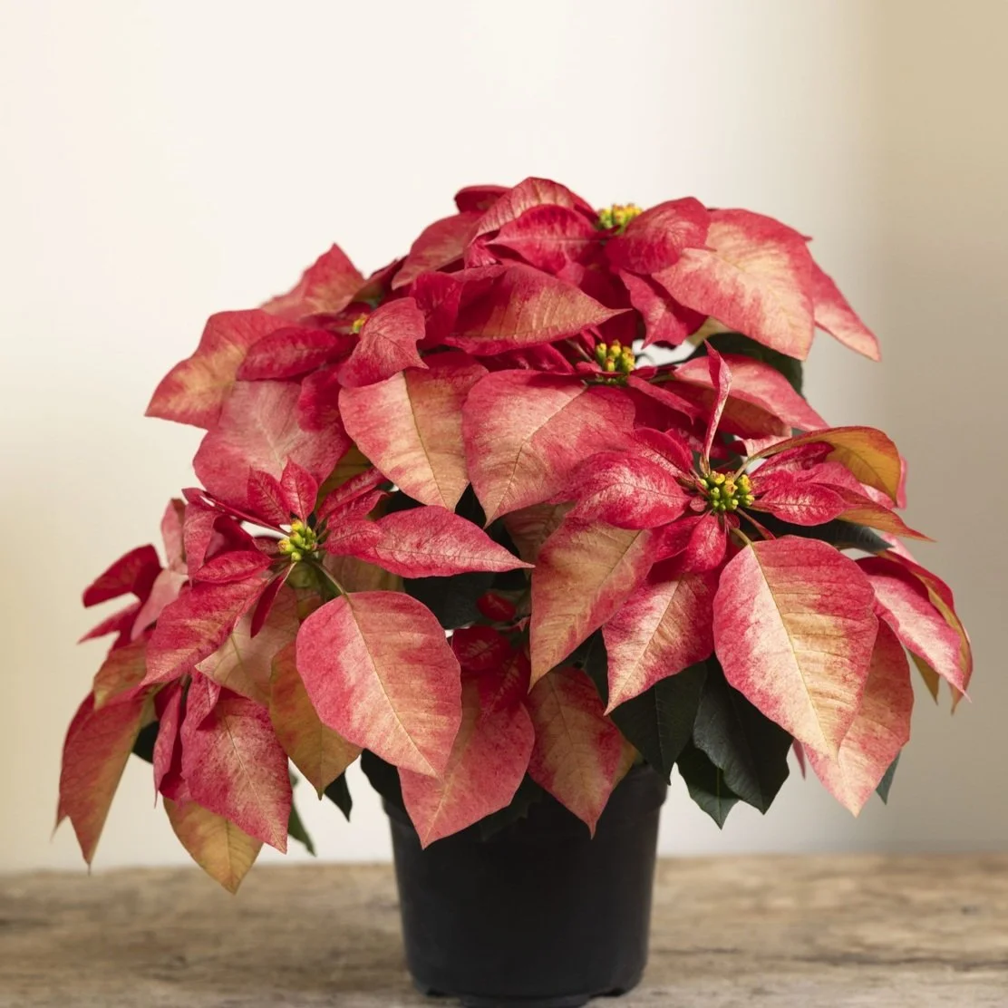 Poinsettia Ice Crystal
