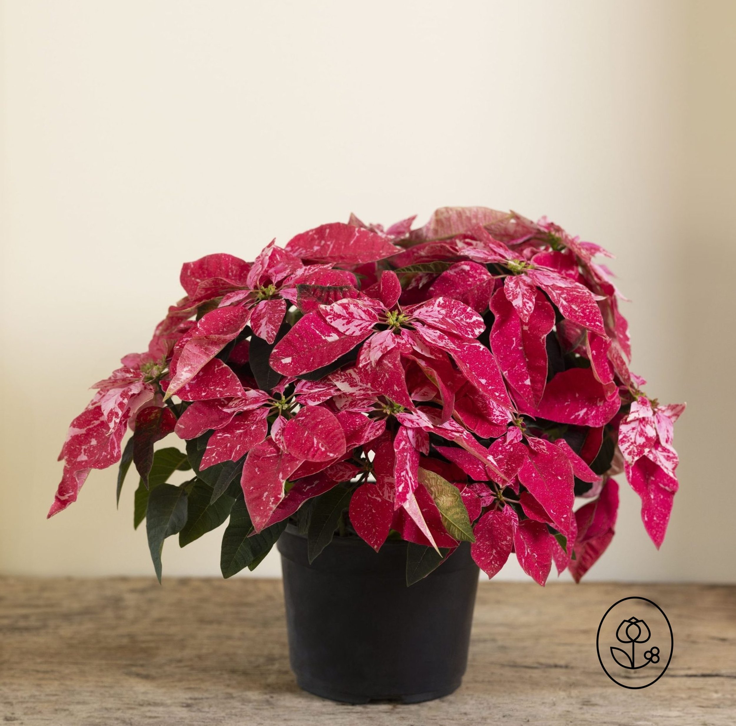 Sparkling-Rouge-Poinsettia-Grower-Pot-Dewar.jpg