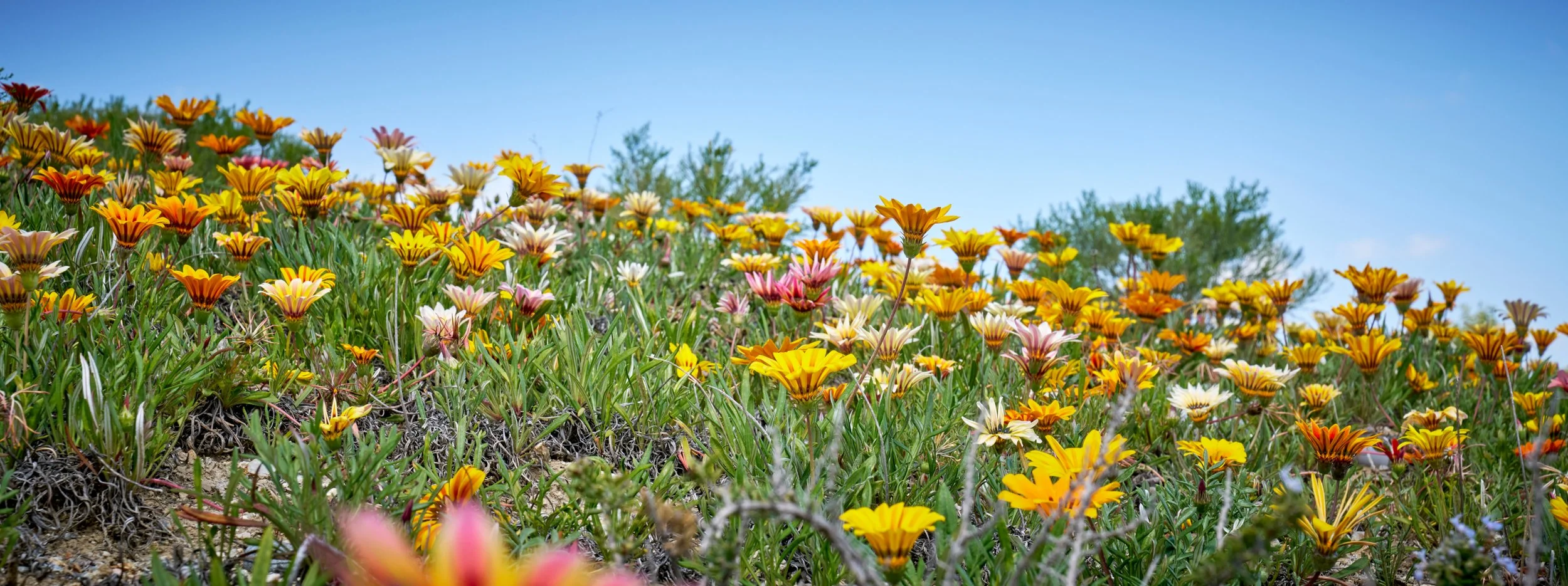 wildflowers-walk_1.jpg