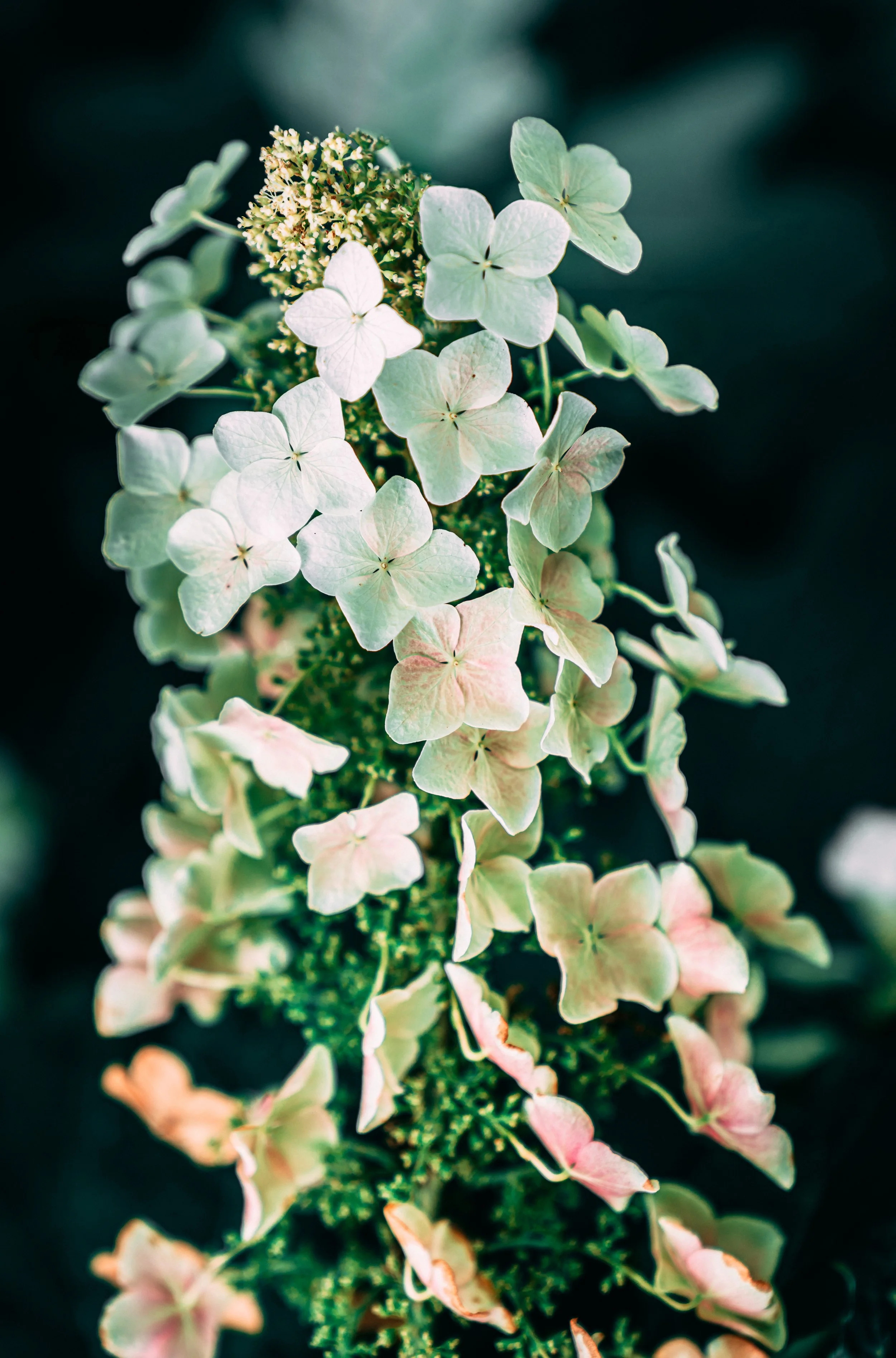 White Petals in bloom.jpg