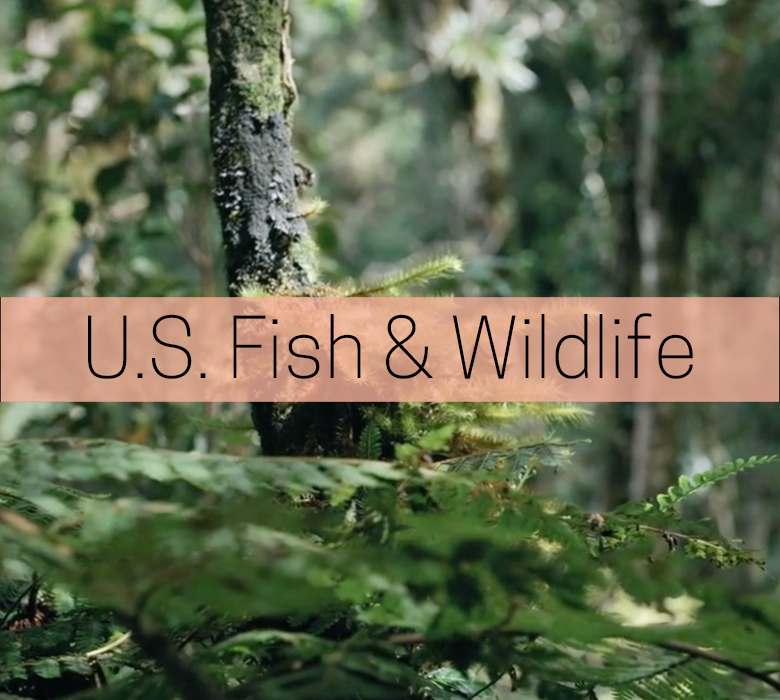 U.S. Fish & Wildlife