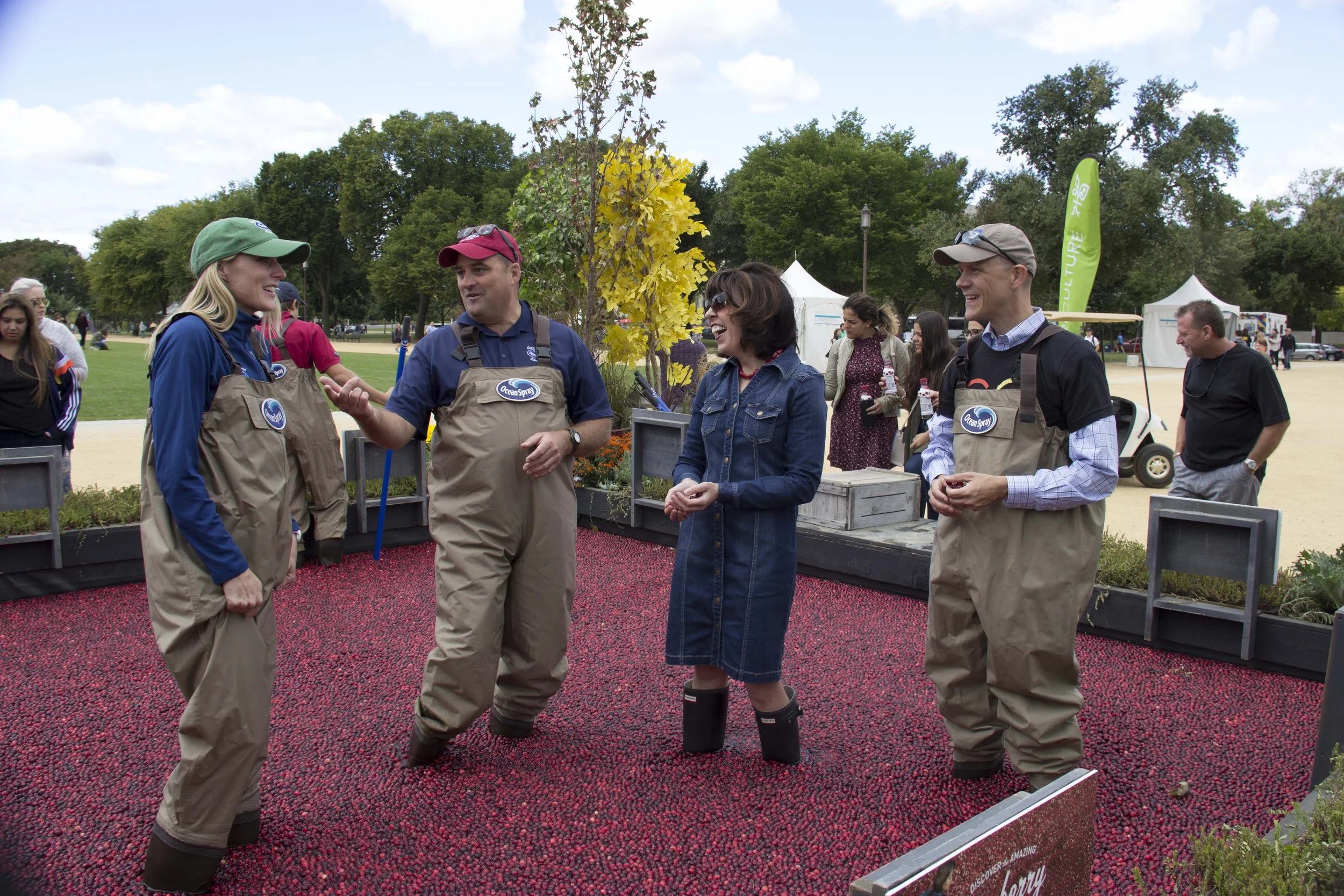 Four people standing on a bed of cranberries, outdoors at a festival or park, engaged in conversation, with trees and tents in the background.