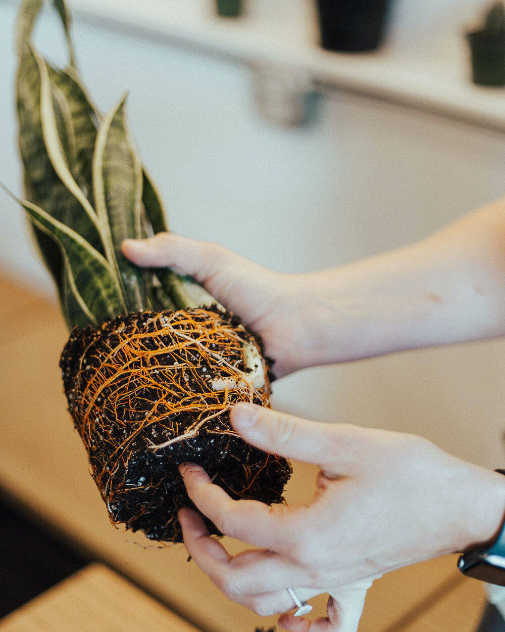 Let's talk about them roots! 🌿​​​​​​​​
​​​​​​​​
You can learn a lot about your plant from taking a look at its roots. Healthy roots are vibrant in color, firm and not limp to the touch, and long enough to hold the soil in the shape of the pot. ​​​​​