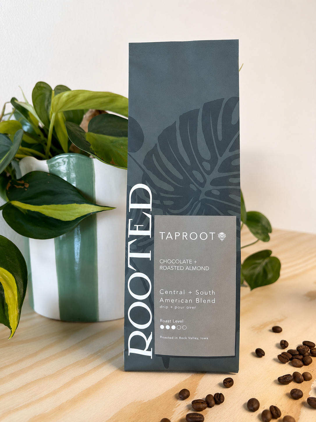 Taproot | Medium Roast