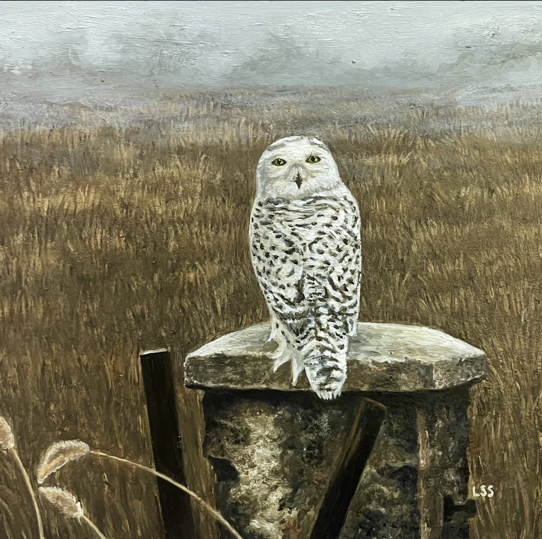 "Snowy Owl"
Oil on Watercolor Paper
6.25"x 6.25"
FOR SALE