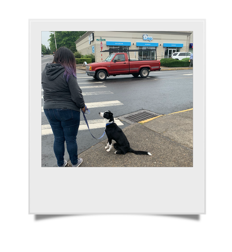 aggressive dog board and train