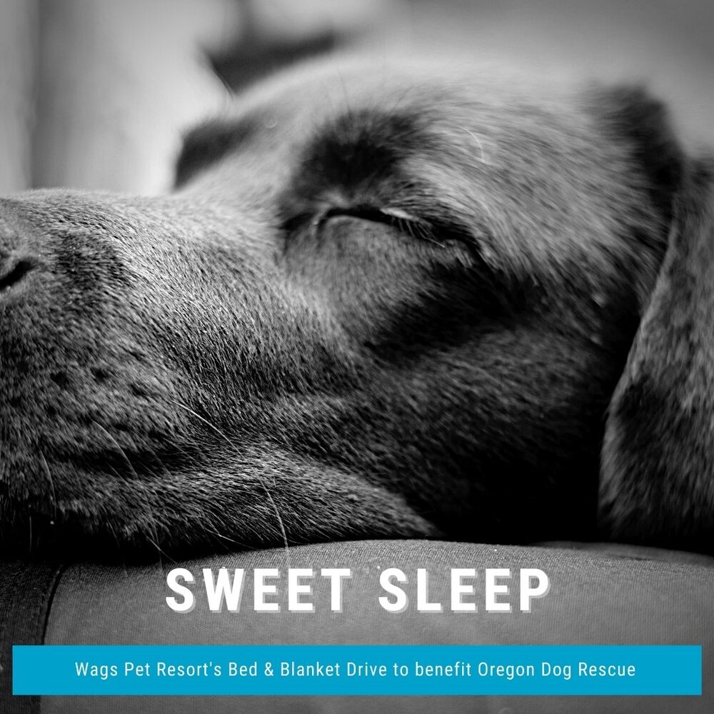 oregon dog rescue — Blog 1 | Wags Pet Resort