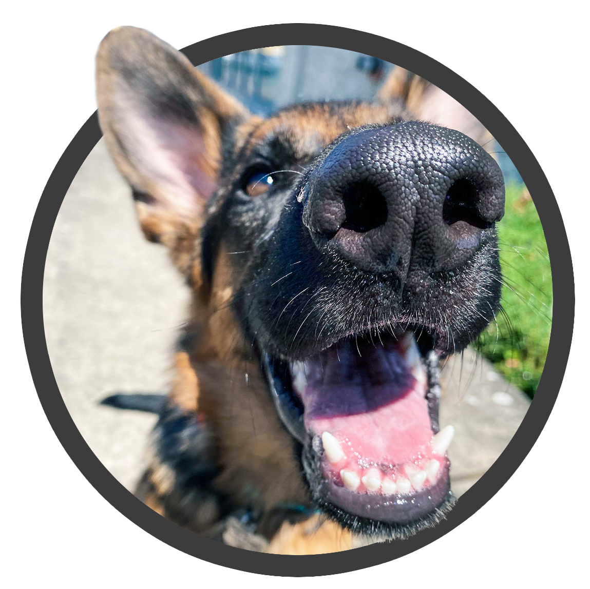 aggressive dog board and train