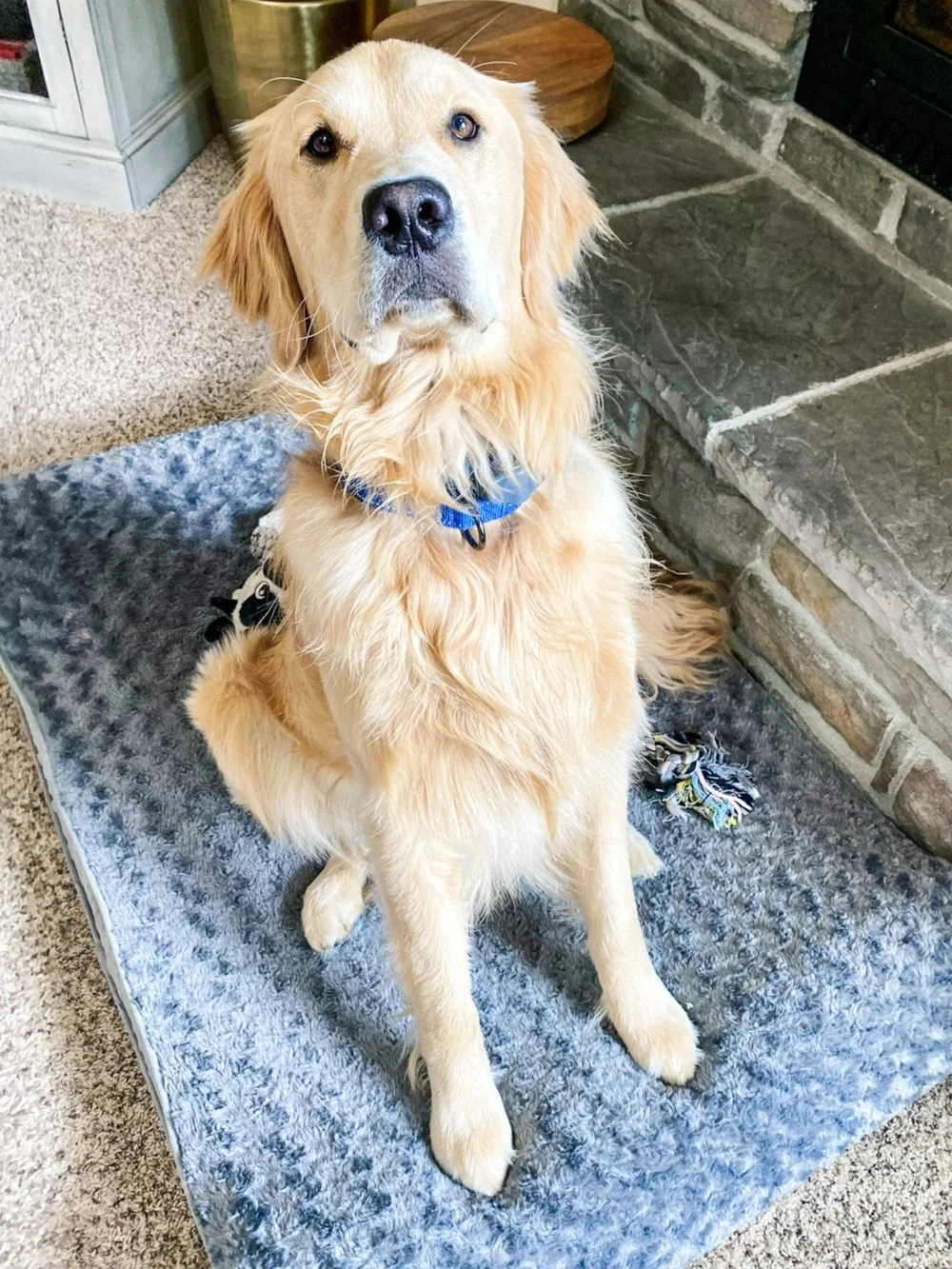 Should You Let Your Dog Jump On You