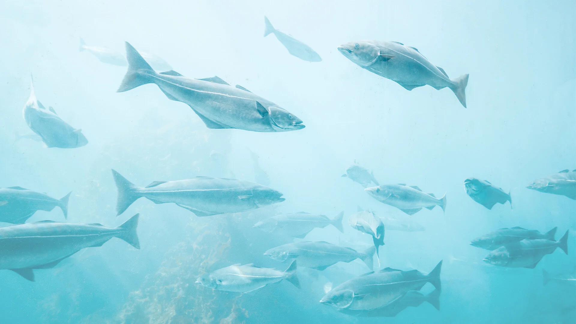 Serving Sustainability