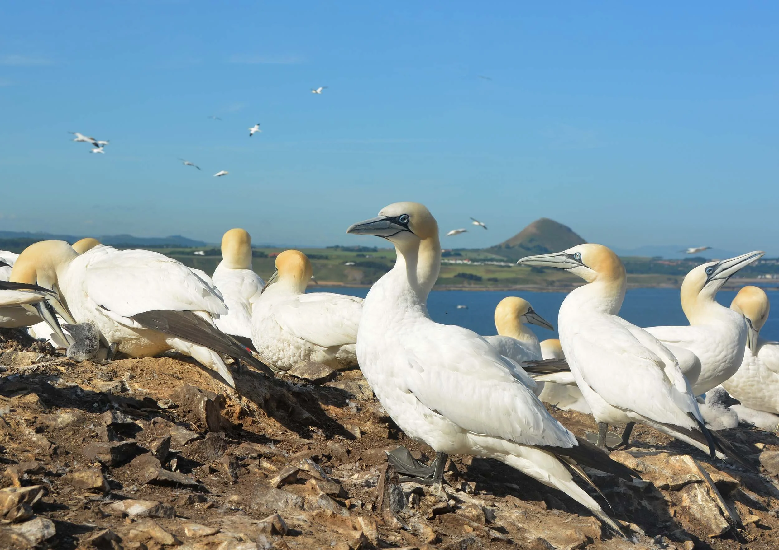 Gannets on the Bass Rock. Did you notice the 2-week old gannet chick towards the left side?