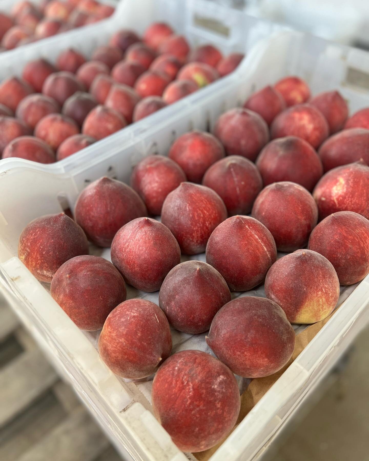 GORGEOUS white peaches 🍑 for tomorrow&rsquo;s market! &ldquo;Sugar May&rdquo; is the name! These are so sweet and juicy you&rsquo;ll need to eat them over the sink! See you at the SF plaza farmers market! 

#farming #farmlife #knowyourfarmer #harves