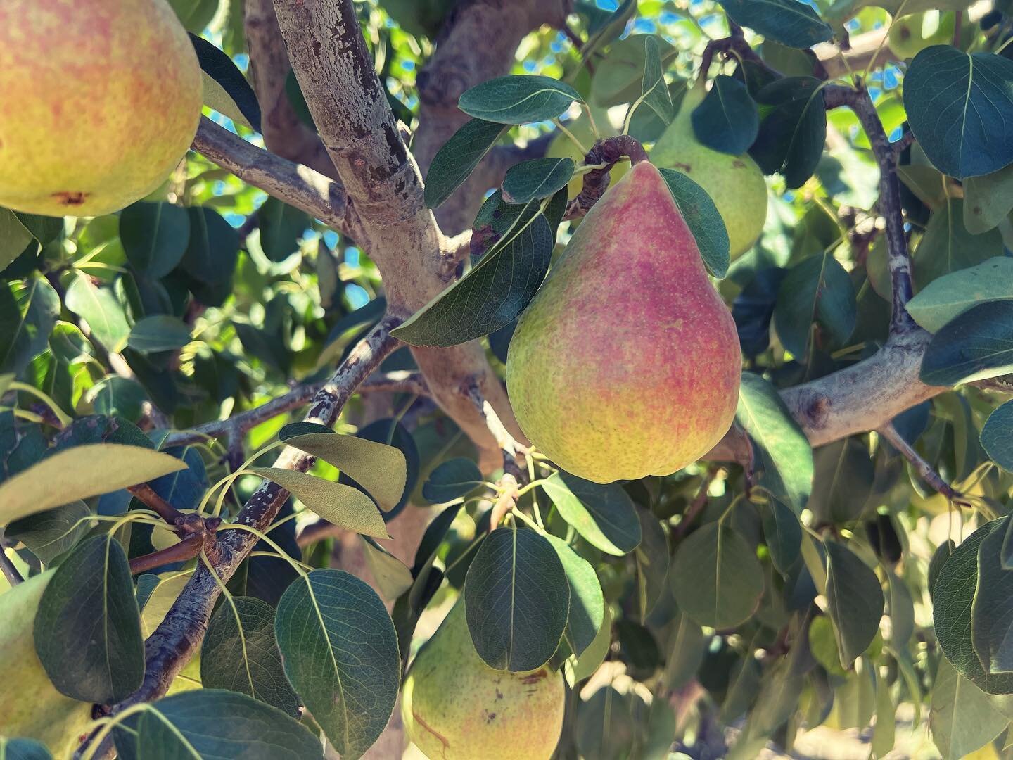 Happy Birthday America!

It&rsquo;s also the time to start to pick European 🍐 pears! This beautiful 🤩 one is called Moretini, our favorite one! It&rsquo;s creamy texture is like a Bartlett but it  is super juicy like a Comice. 

They will be headin