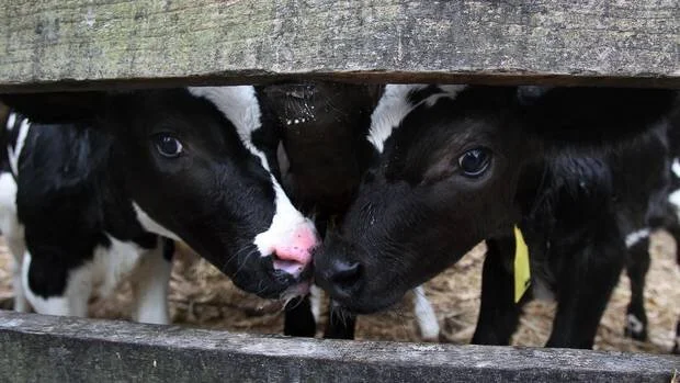 It takes guts to stand up to the issue of animal cruelty