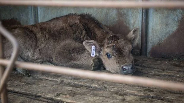 How we treat animals matters.