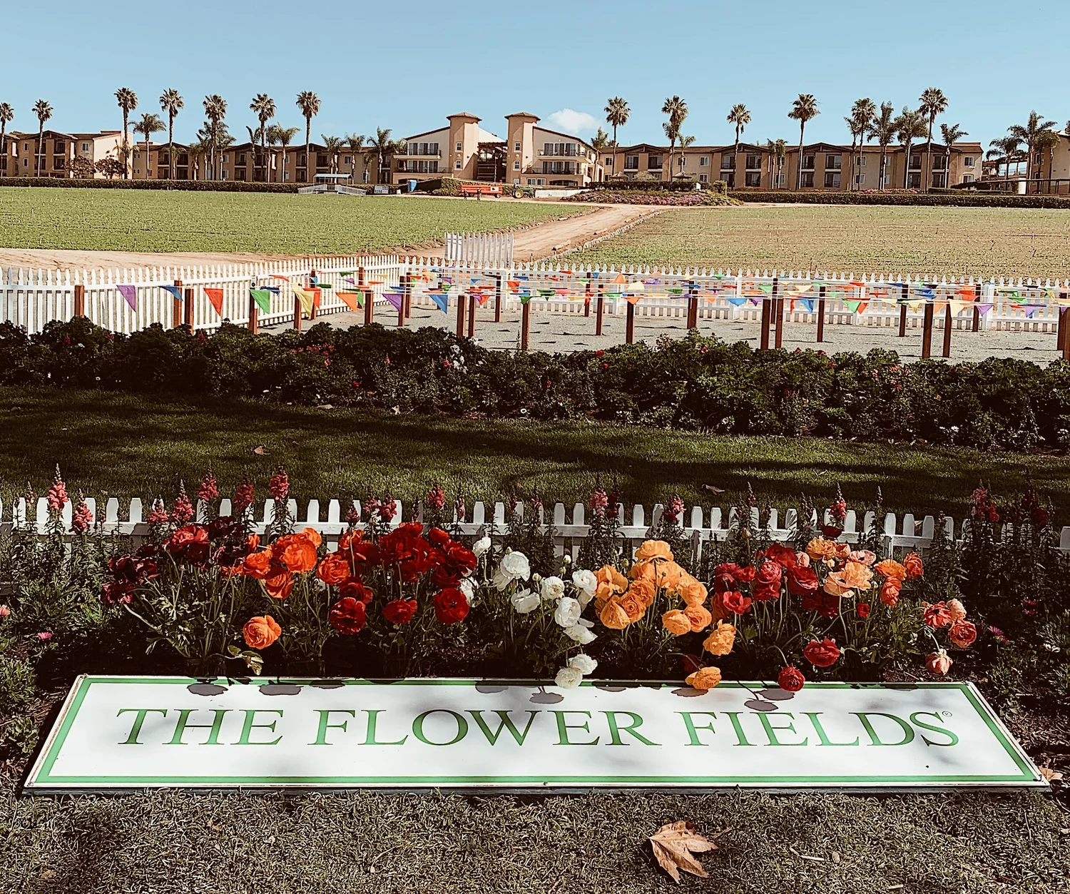 Where to find the best flowers in San Diego? — San Diego Picnics