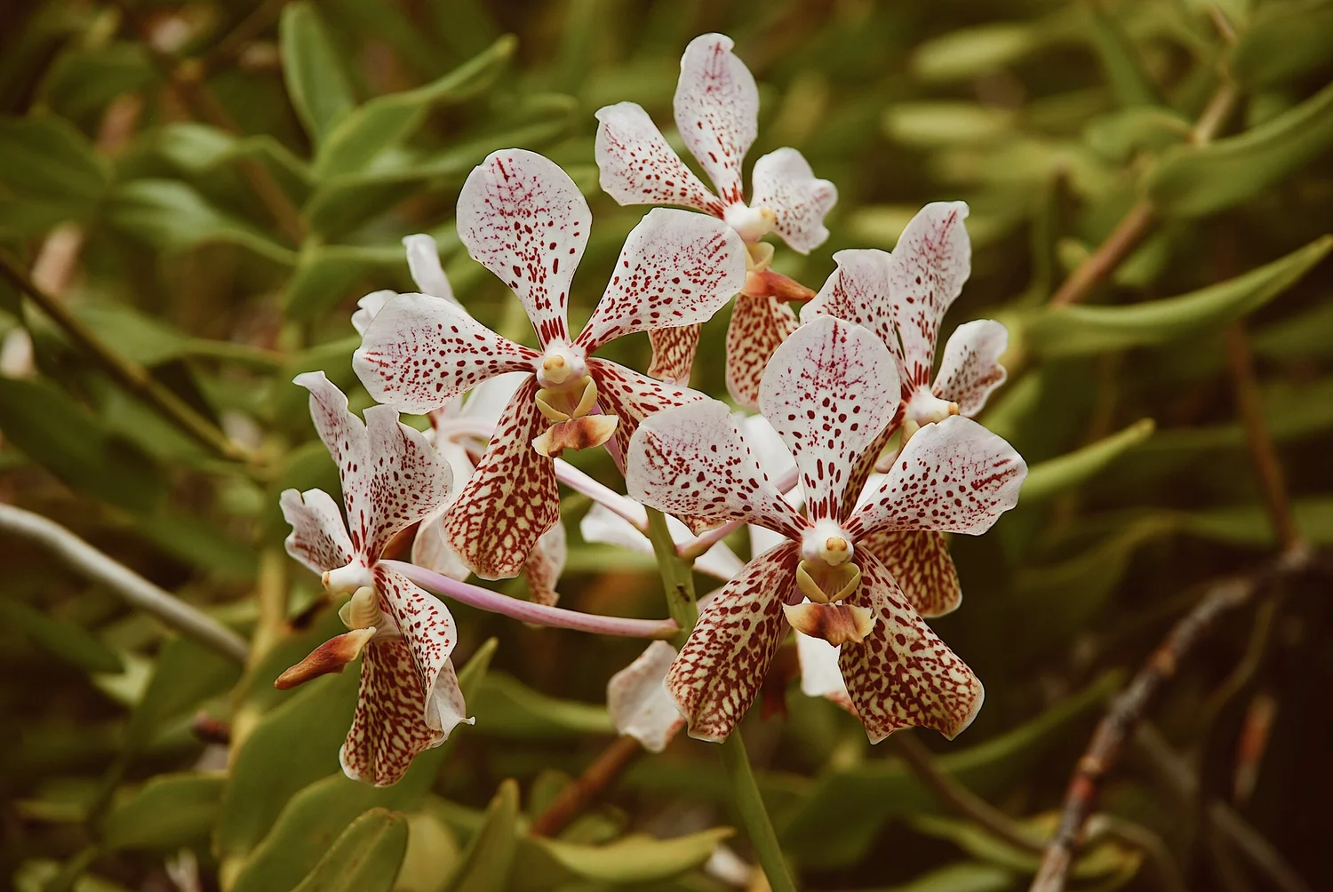 Where to find the best flowers in San Diego? — San Diego Picnics