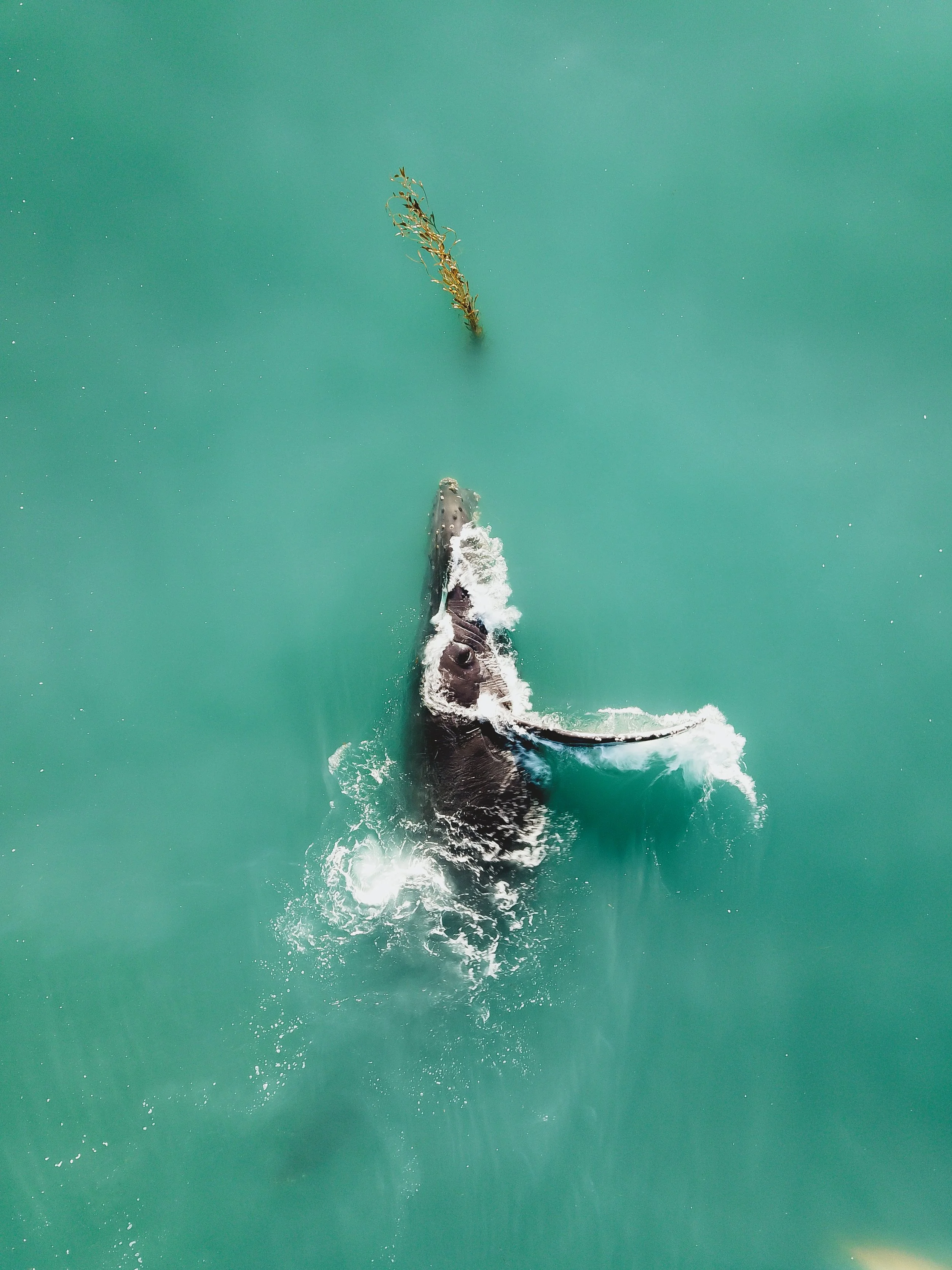 Kelp_Whale.jpg