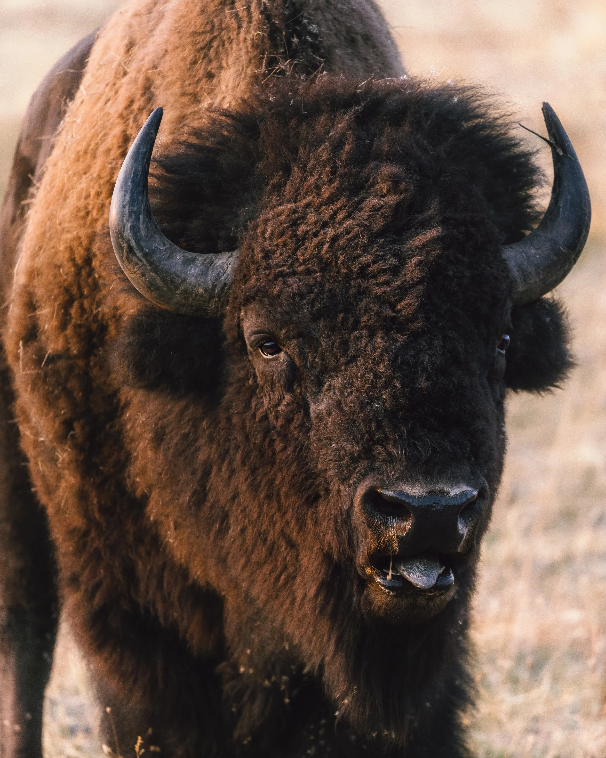Bison_Brushed.jpg