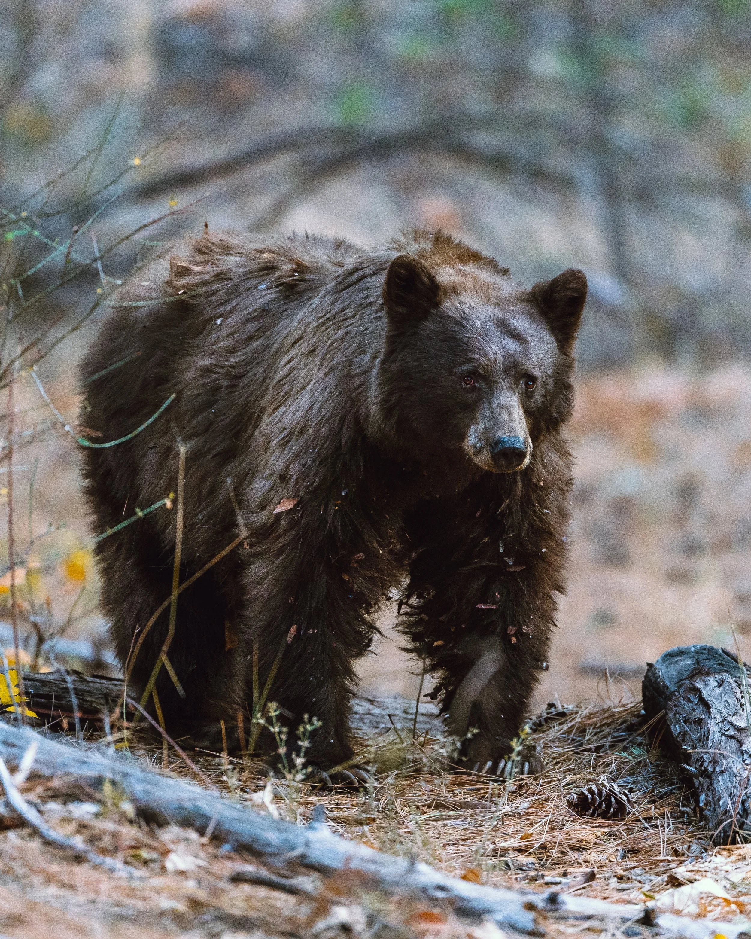 YNP_Bear.jpg