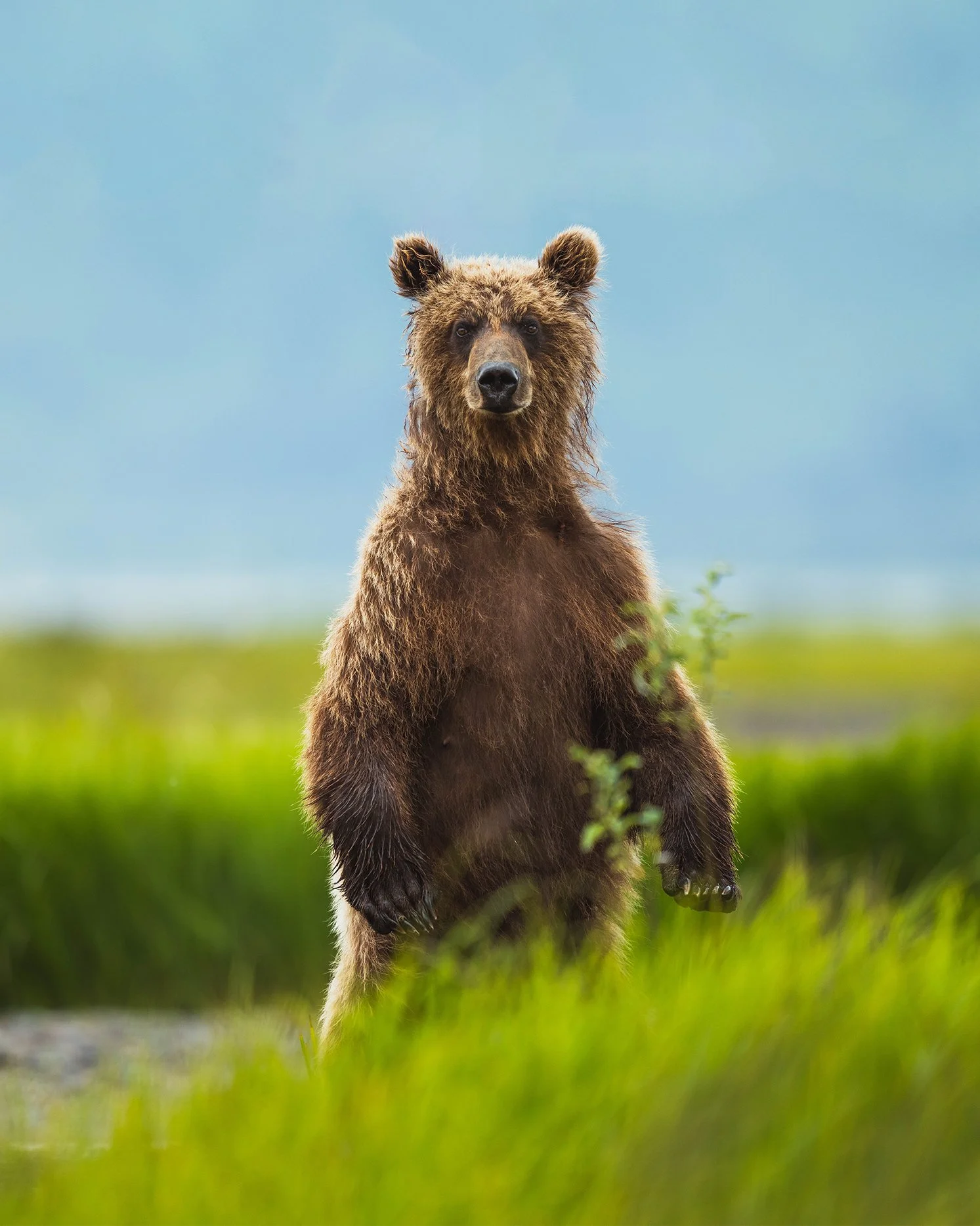 Bear_Standing_2.jpg