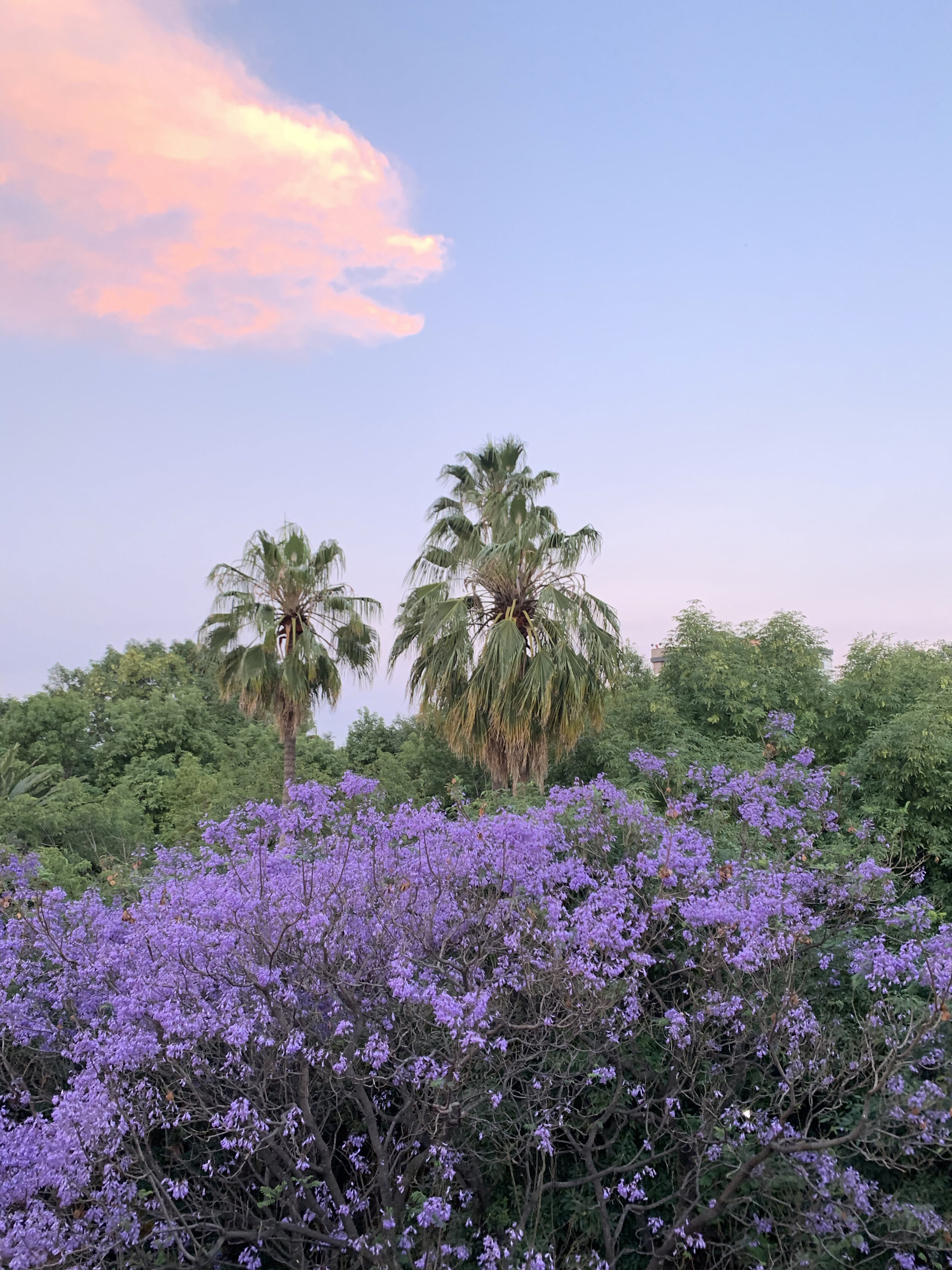 Jacaranda canopy in front of Parque Mexico.