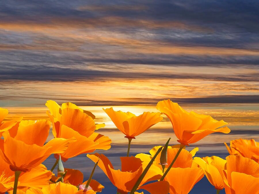 california-dreaming-california-poppies-with-a-golden-sunset-gill-billington.jpg