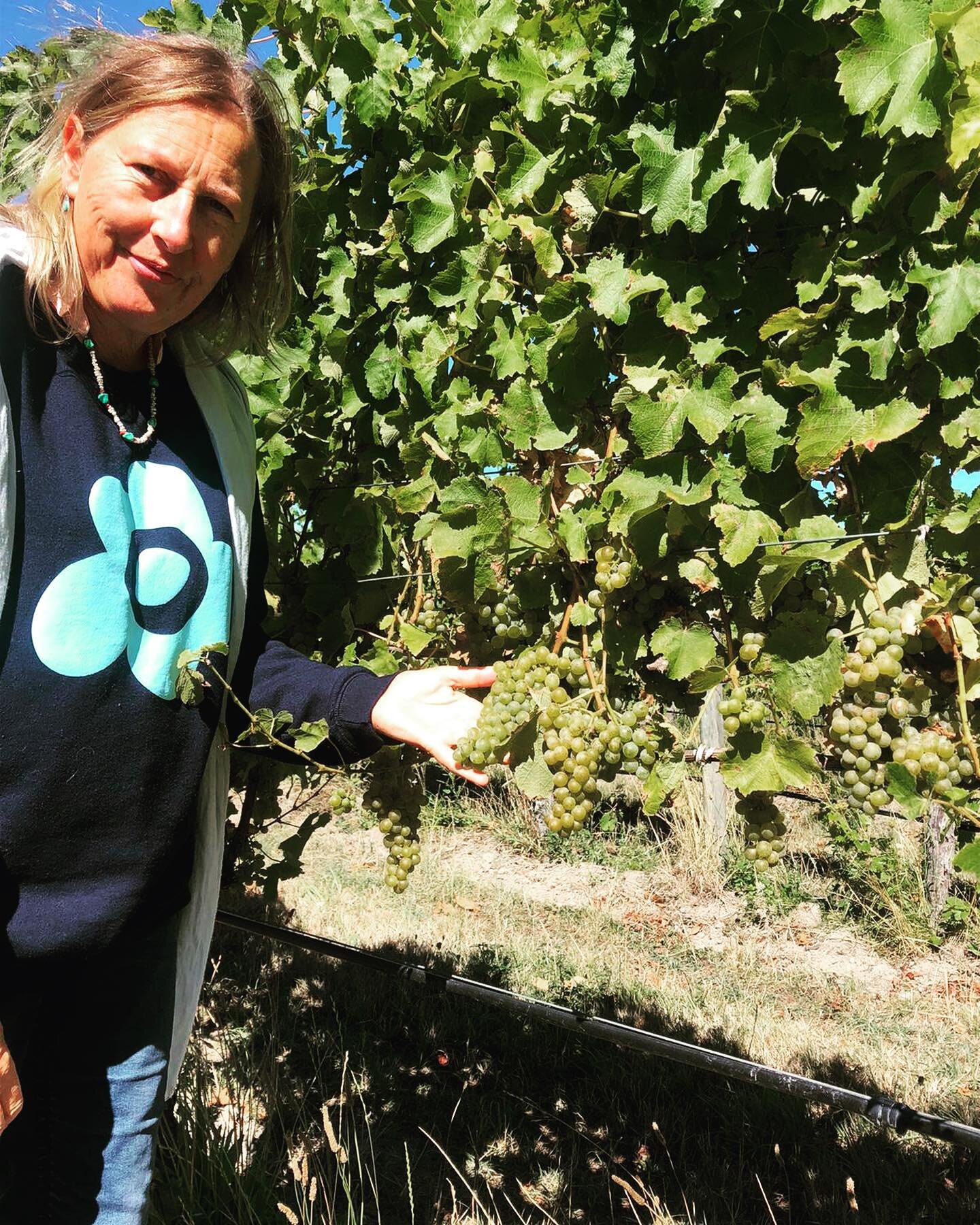 Huia winemaker Claire checking on the Sauvignon Blanc. After a taste test she&rsquo;s let us know it&rsquo;s about 2 weeks away from picking.
__
#huiawine #nzv2021 #organicwine #marlboroughwine #sauvignonblanc #veganwine #nzwine