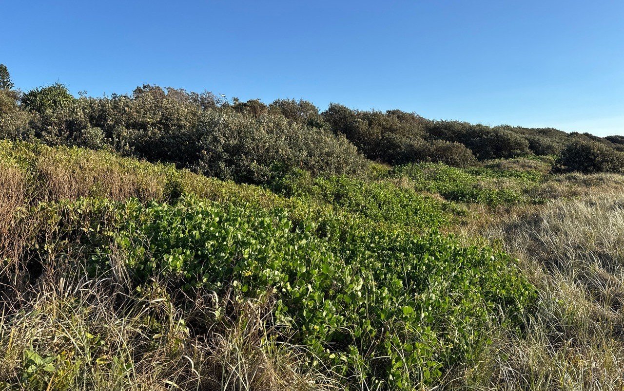 Mobile GIS field data collection solutions that capture accurate weed locations, observations and control activities in the field, connecting on-ground inspections with mapping, reporting and ongoing weed management.