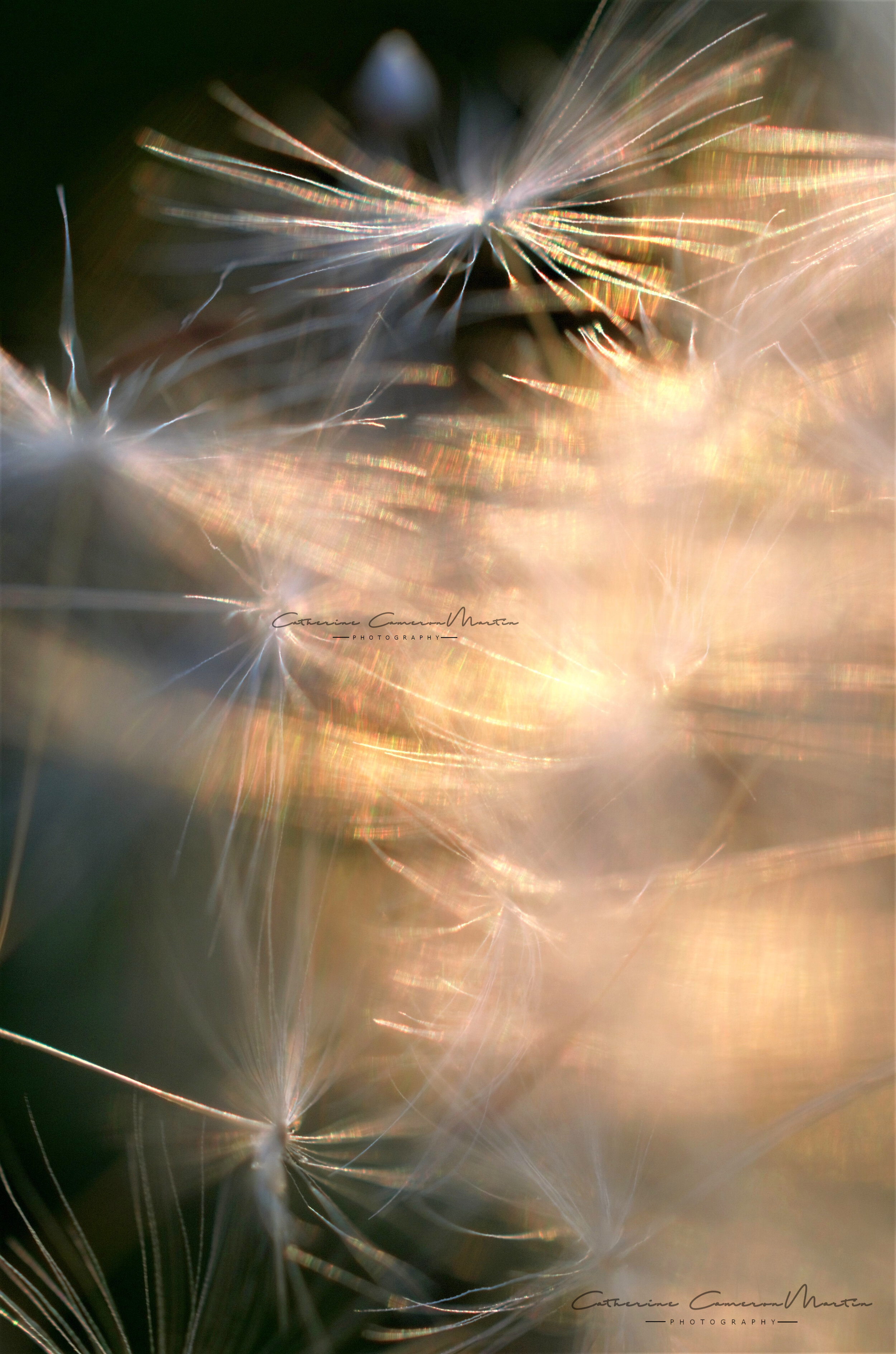 dandelionseeds3absig.jpg