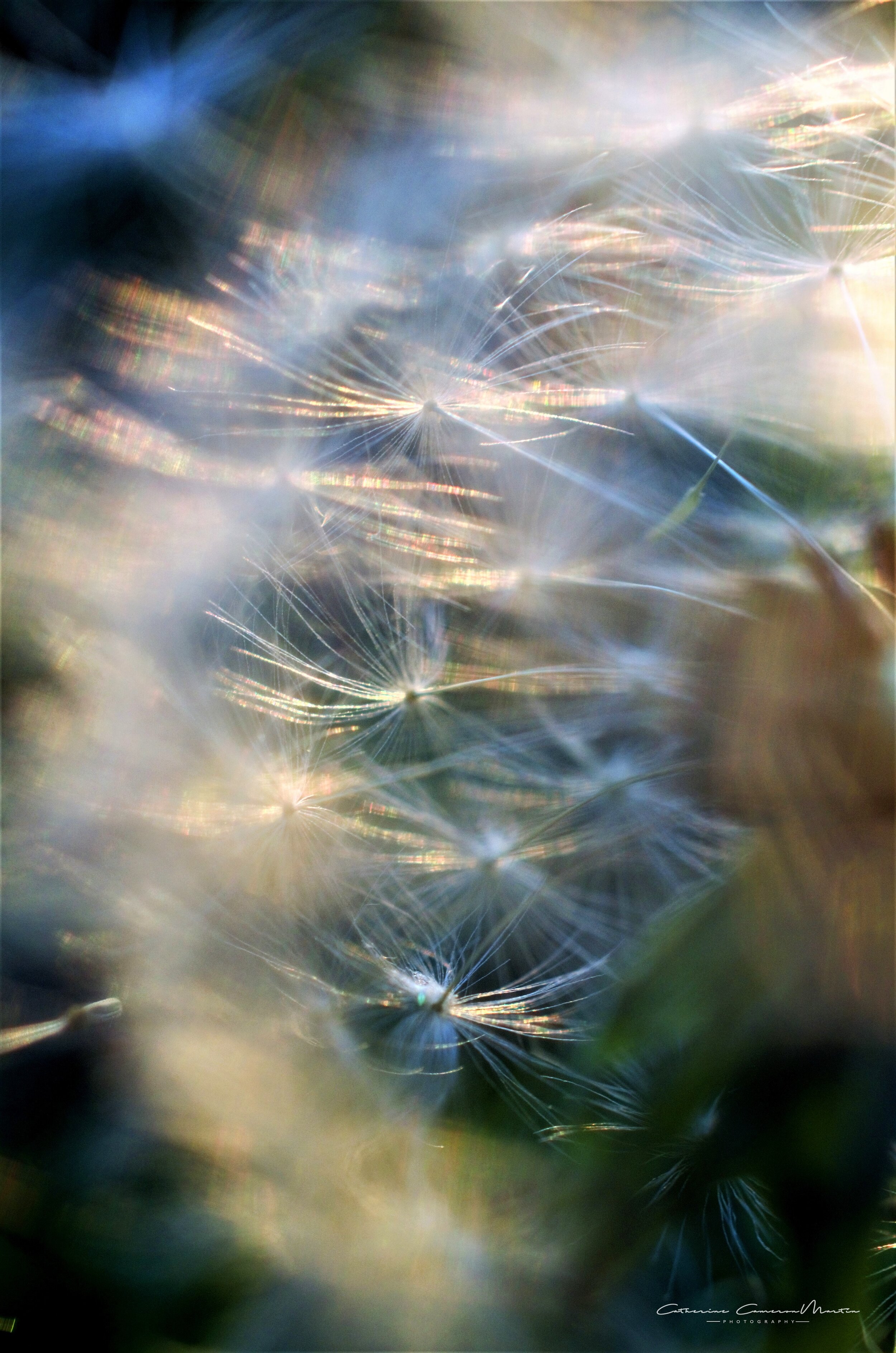 dandelionseeds2a.jpg