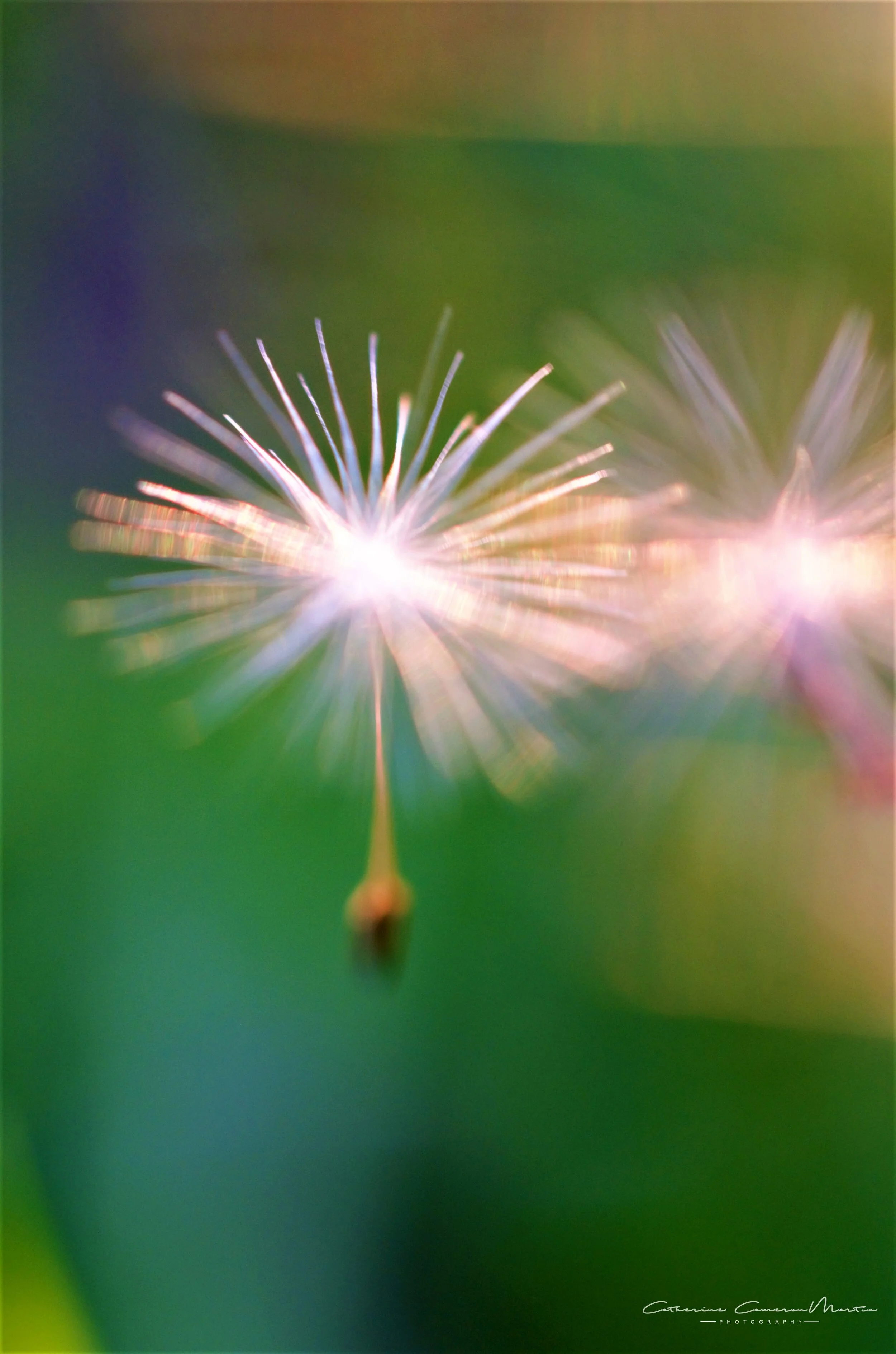dandelionseeda.jpg
