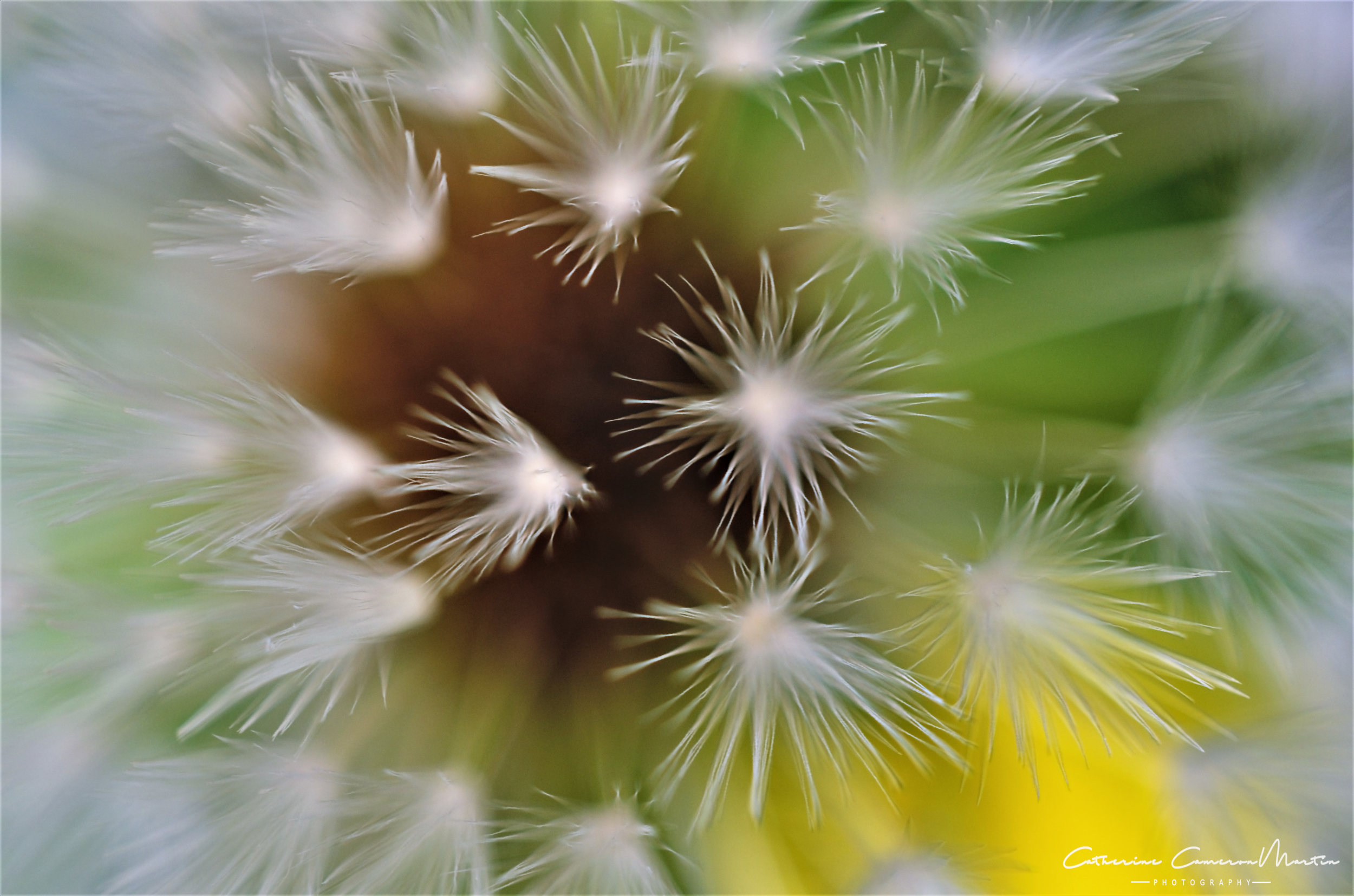 Dandelion:  Rebirth