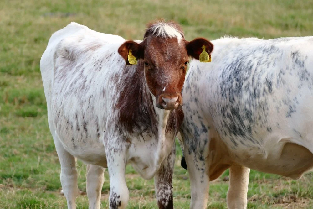 No need for animal slaughter.