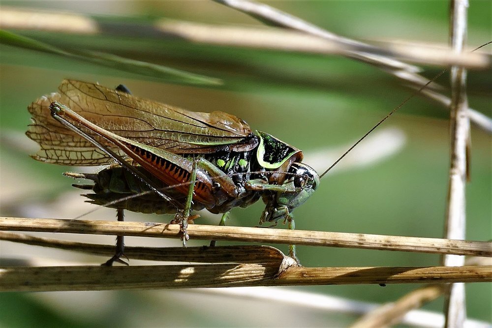 Magnificent Grasshopper:   Exquisite..I love his bright yellow hood..here he is wiping his eyes..and drying off.