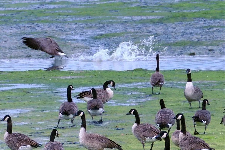 Signal from leader time for take off!!