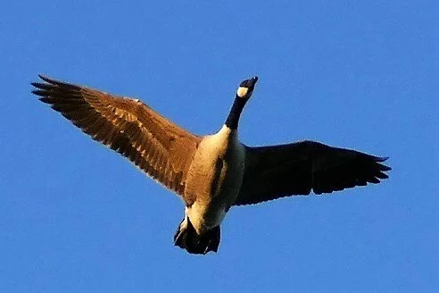 Leader flying right over my head..sun picking out his lovely plumage…