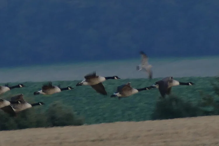 Coming in to land at their fav restaurant..and a Seagull thinking I can fly as fast….yeah right..