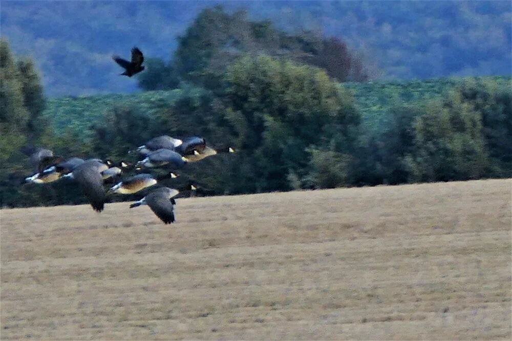 Now a Crow goes for the challenge….just no contest!