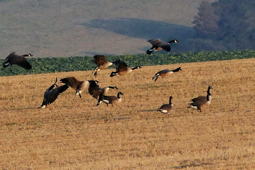 Full brakes on as he lands..just love the shapes and their beauty.