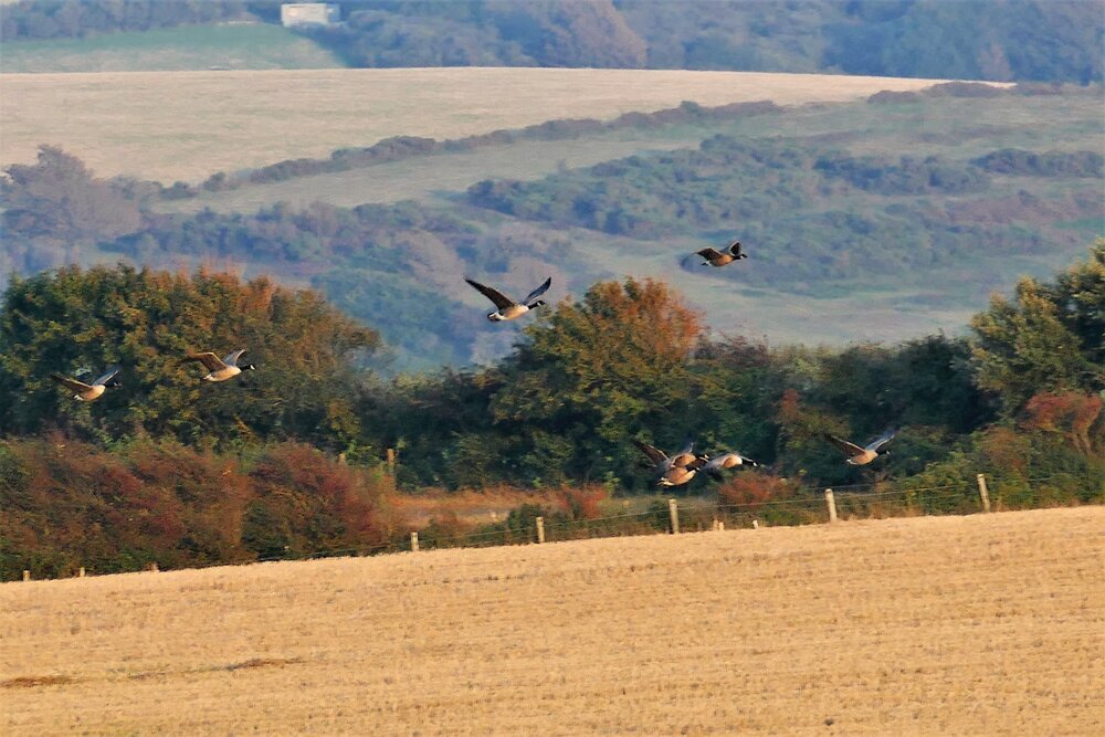 full brakes on as he lands..just love the shapes and their beauty.