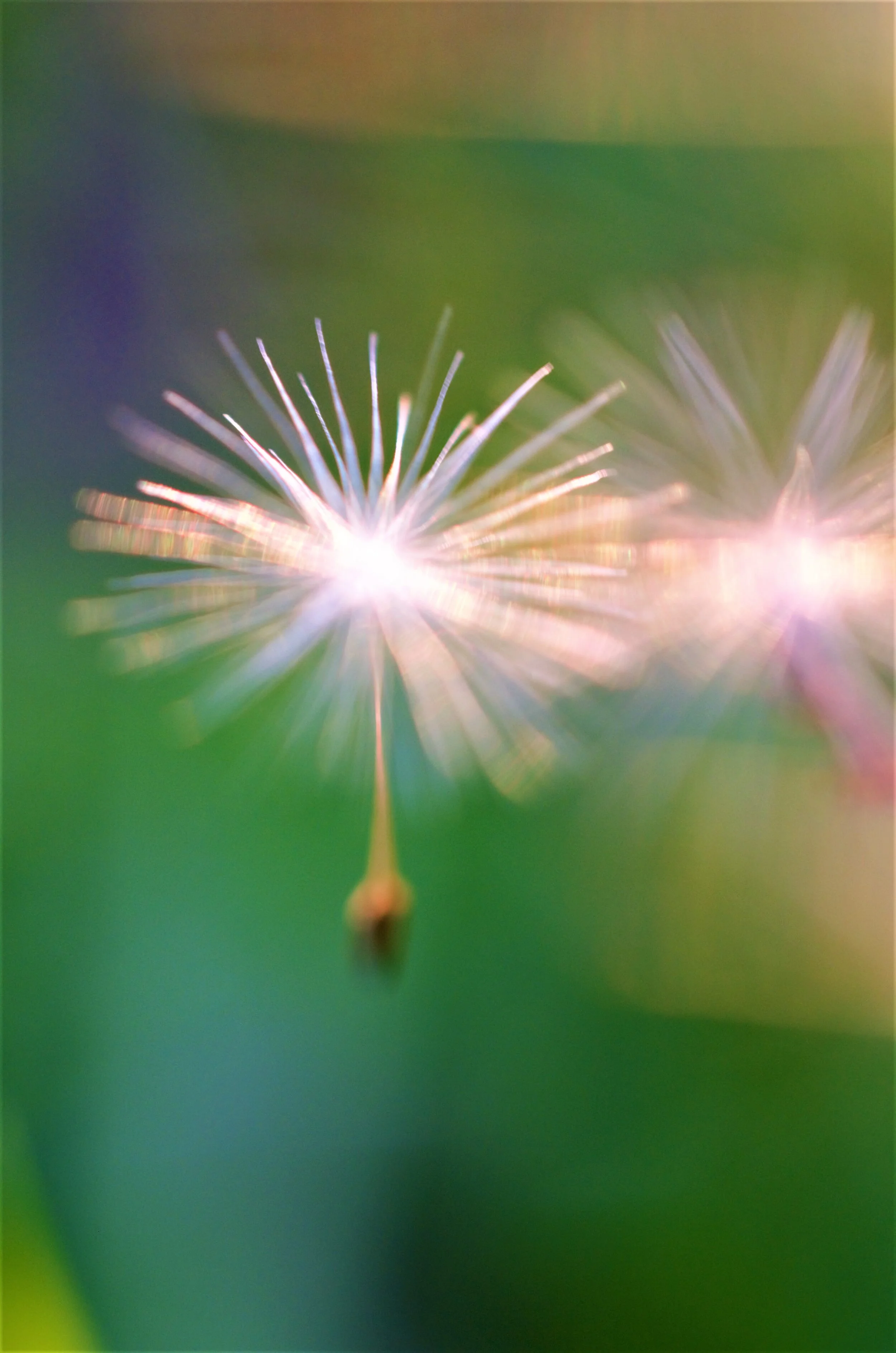 dandelionseed.jpg