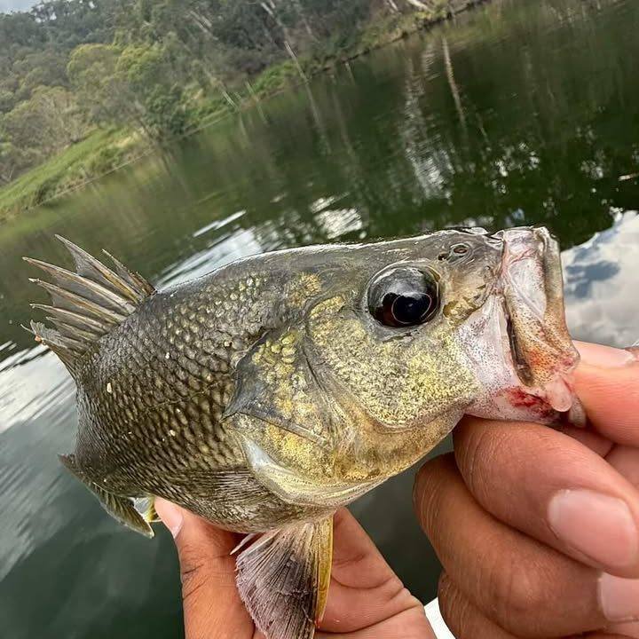 Fish-on Friday!

With the warmer water temperatures over these last couple of months, it's great to see the native Australian Bass on the bite. Thanks to @jais.4j for sharing his pic of his recent catch before it's release here at Lake Lyell!

And be