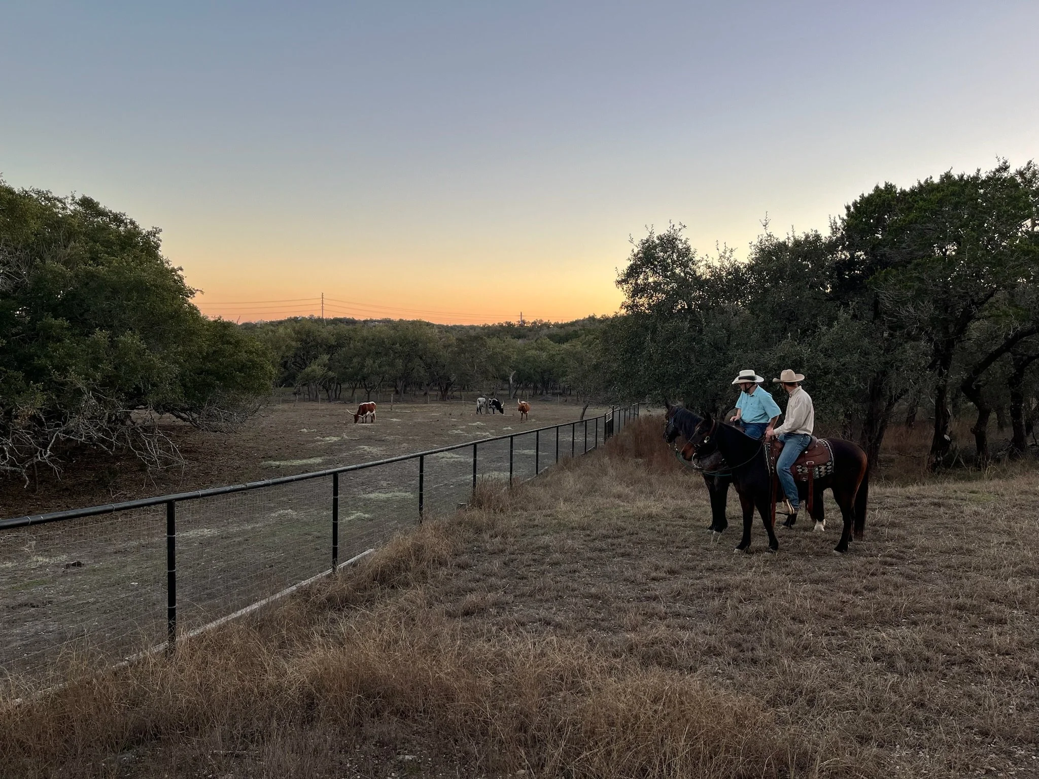 Hope Reins in Texas Field, Horses, and Cows