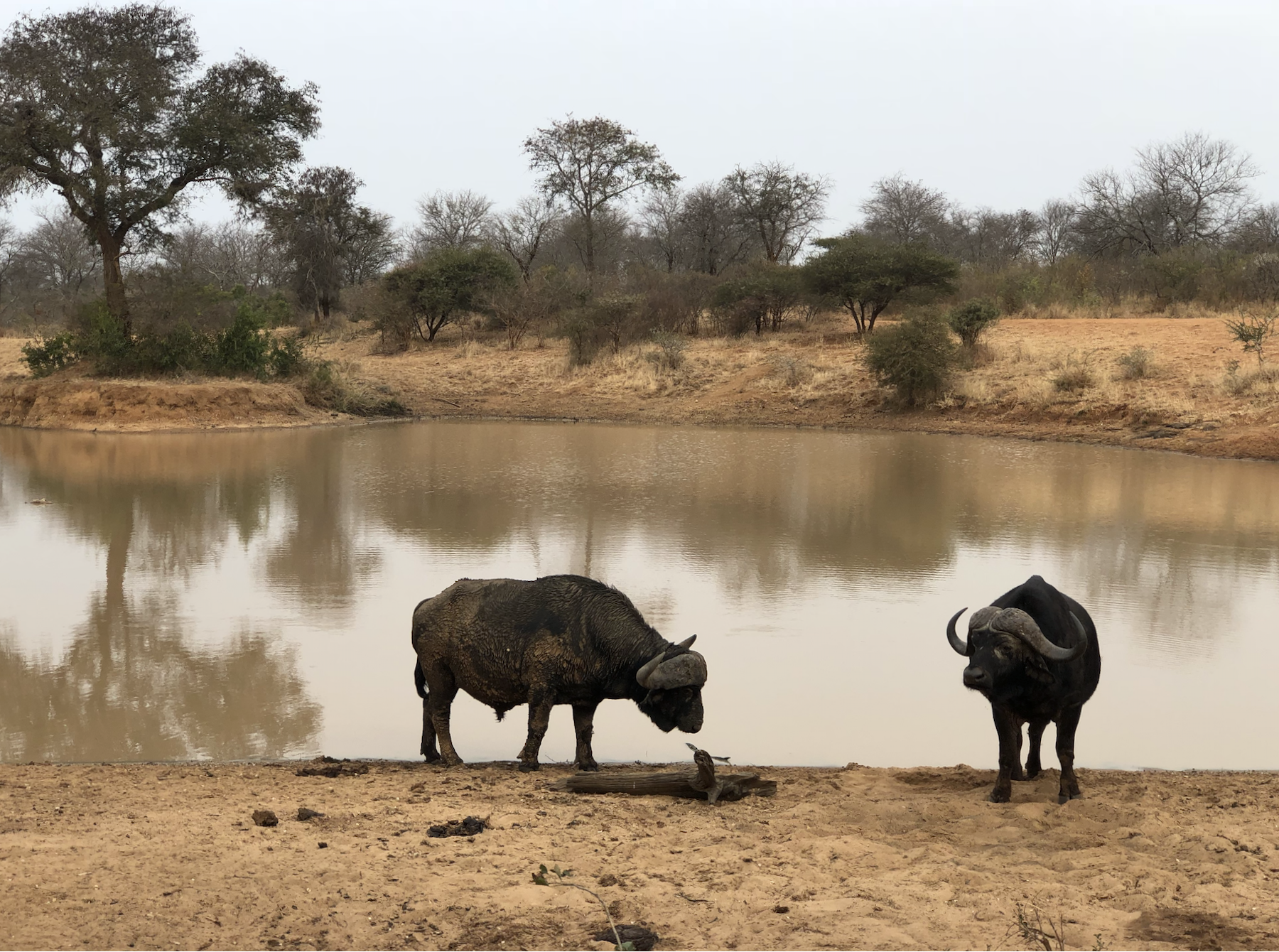 Kapama Game Reserve, Limpopo, South Africa